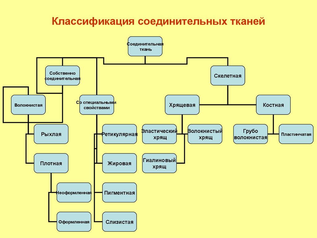 Глава 1. Биохимия и морфология соединительной ткани