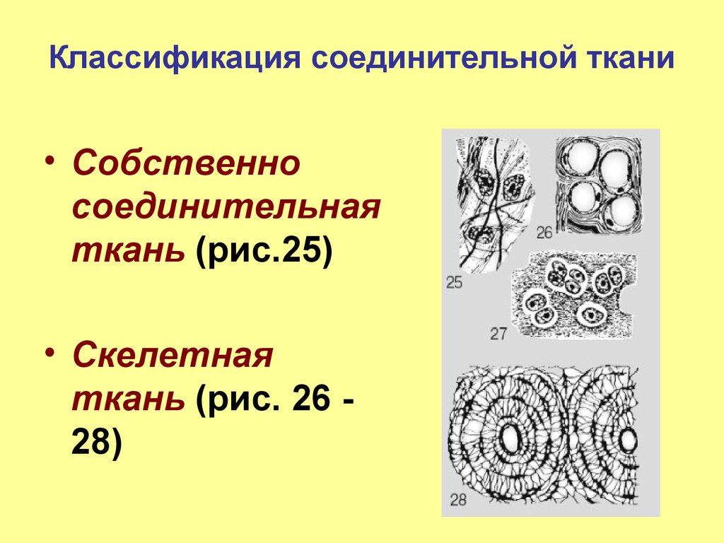 Соединительная ткань схема