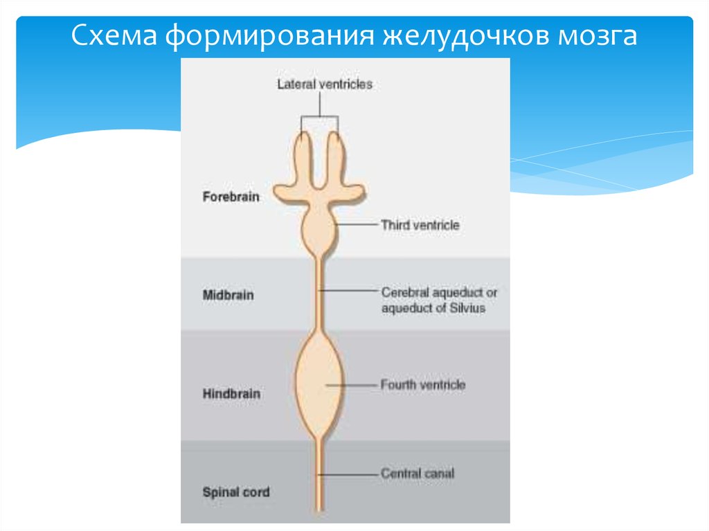 Желудочки мозга схема