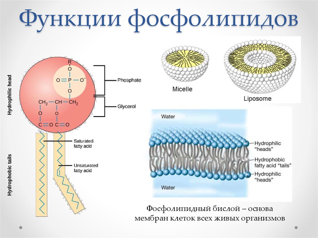 Липиды состав функции. Фосфолипиды мембраны строение. Фосфолипиды мембран клеток структура. Строение фосфолипидов формула. Строение фосфолипидов в мембране.