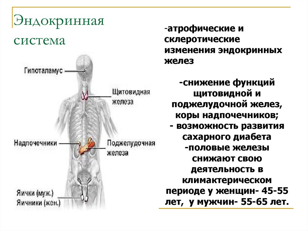 Железы и протекает. Эндокринная система сахарный диабет. Понижение функцией эндокринные железы. Болезни вызванные пониженной функцией эндокринных желез. Эндокринная система щитовидная железа.