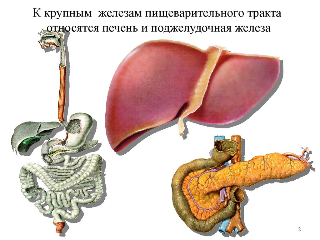 Какие есть пищеварительные железы. Пищеварительная система печень поджелудочная железа. Пищеварительные железы анатомия. Крупные пищеварительные железы. Строение пищеварительных желез.