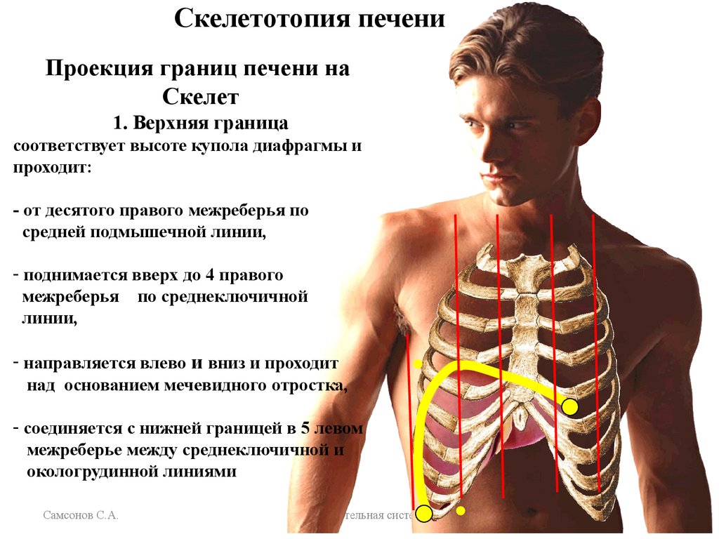 Печень ребром. Топография печени скелетотопия. Скелетотопия печени нижняя граница. Линии печени анатомия. Печень расположение и границы.