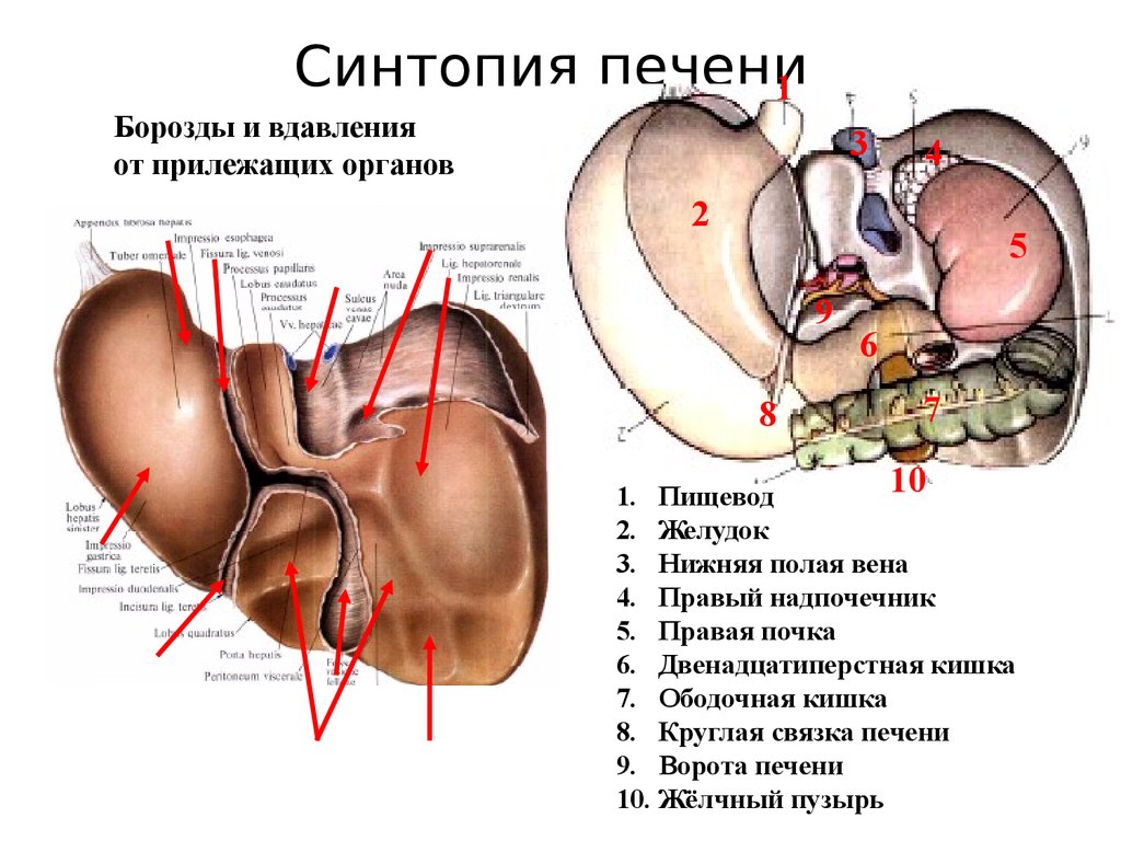 Синтопия нижней поверхности печени схема