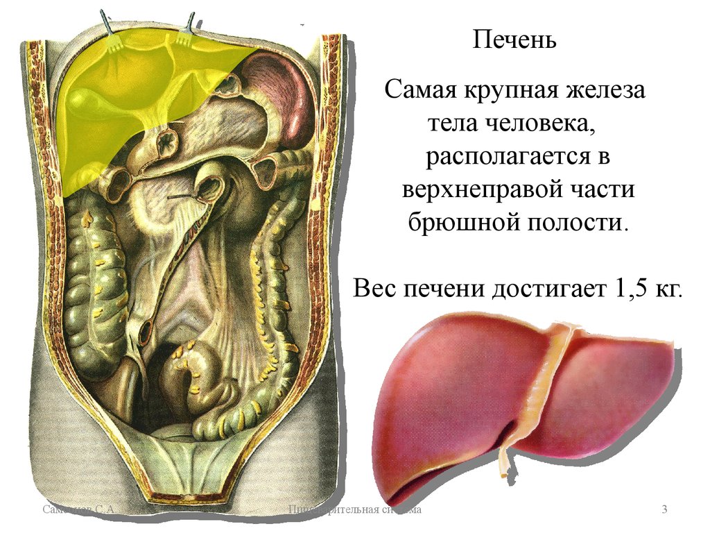 Печень орган в организме. Гдетнаходиься желочный пузырь анатомия. Желчный пузырь в брюшной полости. Строение брюшной полости желчный пузырь. Печень располагается в брюшной полости в.