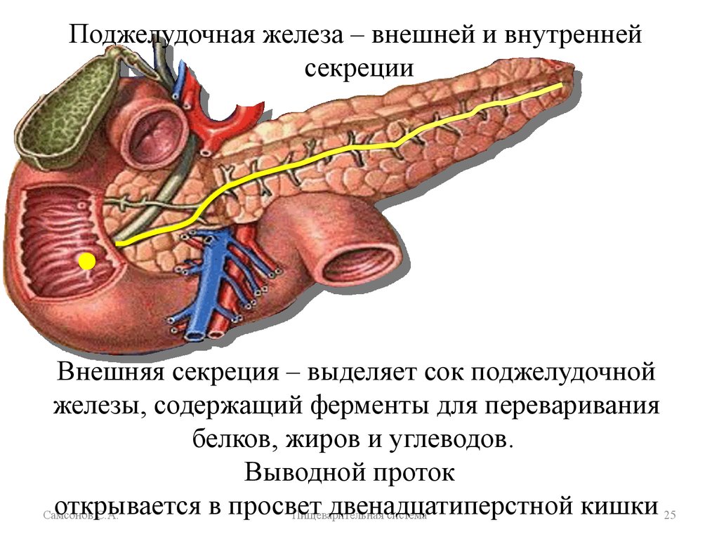Печень внутренняя железа. 12 Перстная кишка проток поджелудочной железы. Топография протока поджелудочной железы. Поджелудочная железа Неттер. Выводная система поджелудочной железы.