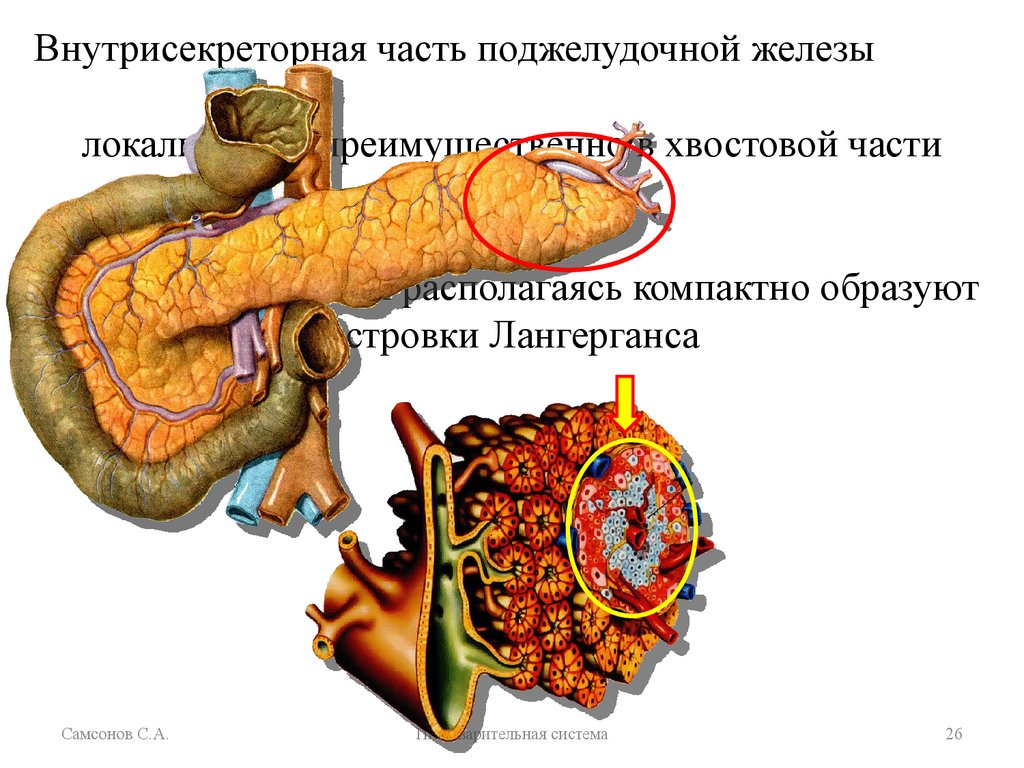 Желчный пузырь и поджелудочная железа анализы. Секреторные клетки поджелудочной железы. Внутрисекреторная часть поджелудочной железы. Асти поджелудочной железы. Хвостовая часть поджелудочной железы.