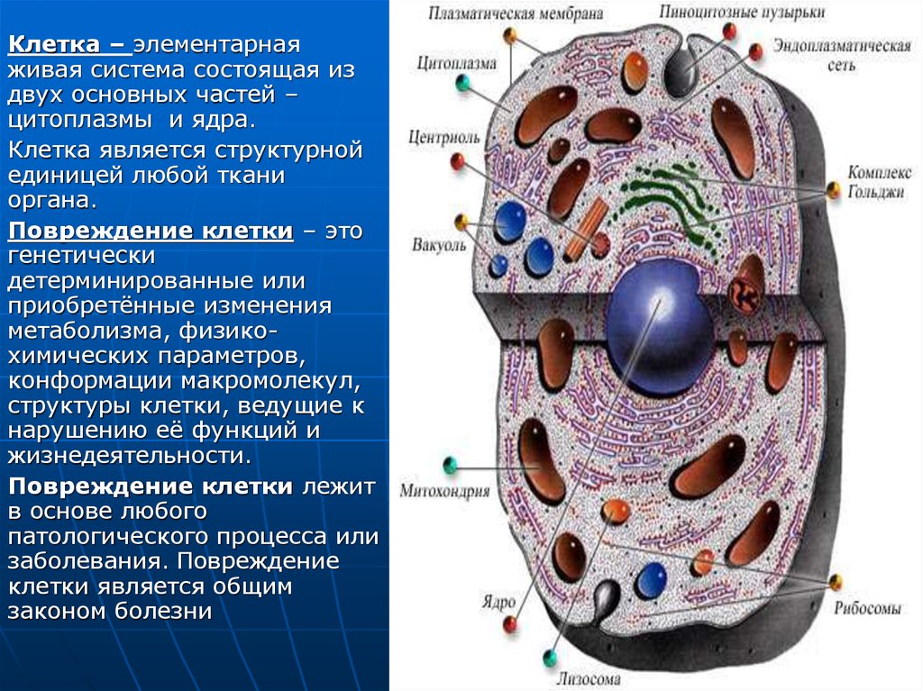Полость в цитоплазме клетки 7. Клетка элементарная Живая система. Клетка как элементарная Живая система. Схема клетка Живая система. Живая клетка состоит из.