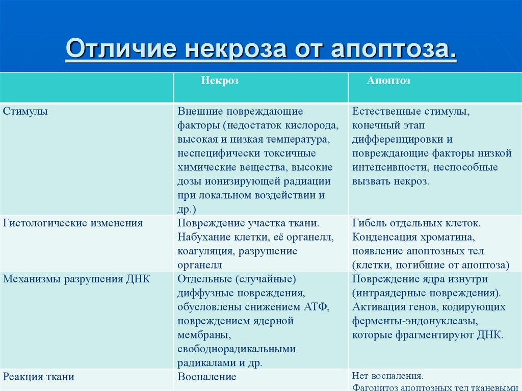 Стадии некроза. Апоптоз и некроз отличия таблица. Отличие некроза от апоптоза. Отличия некроза от апоптоза патанатомия. Целесообразность некроза и апоптоза.