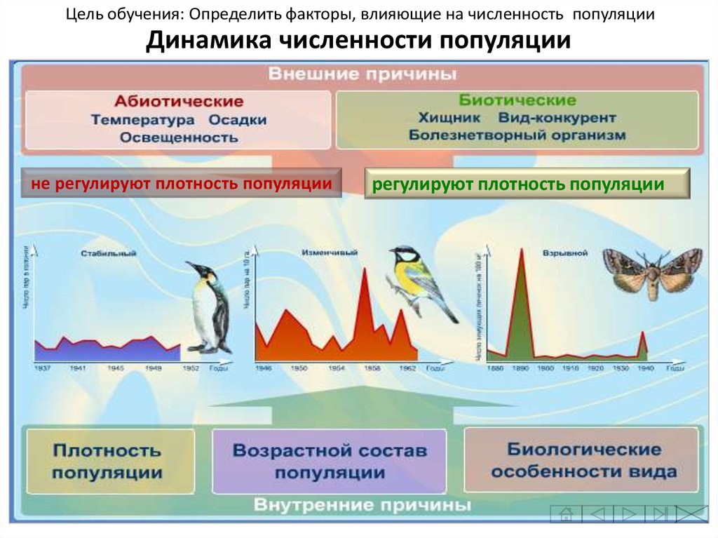 Причины изменения численности популяции в экосистеме. Динамика численности популяции. Популяция это в экологии. Экологические стратегии популяций. Типы динамики численности популяции.