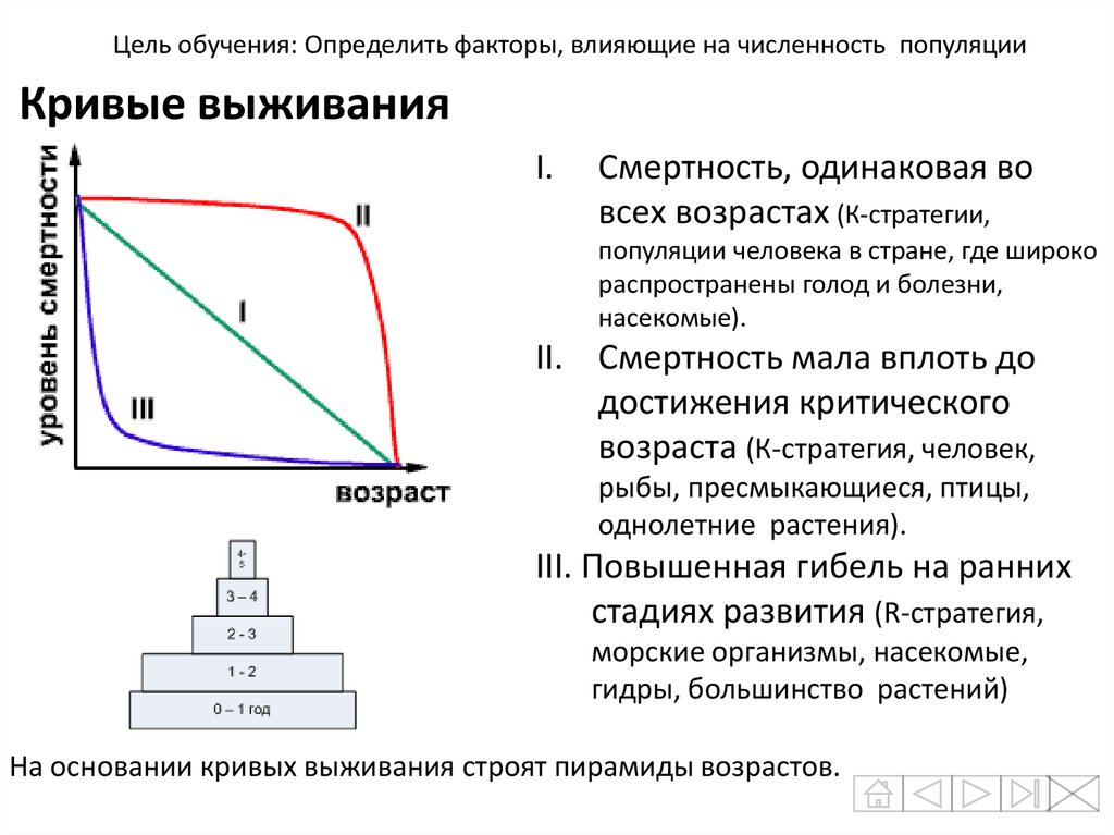 Презентация по теме динамика популяций