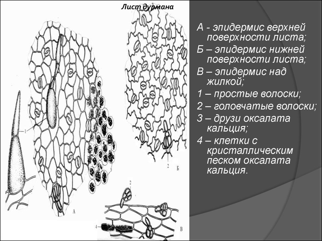 Верхняя поверхность листа. Микроскопия листа дурмана. Микроскопия листа дурмана обыкновенного. Микроскопический анализ дурмана листьев. Лист белены черной микроскопия.