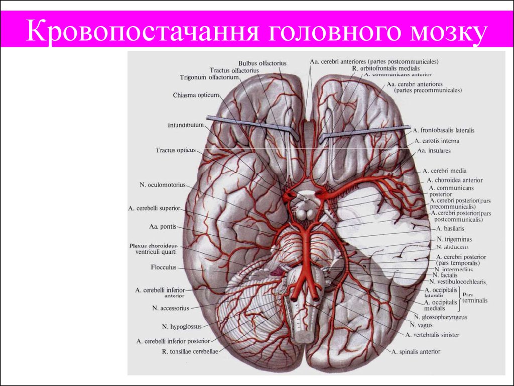 Артерии круг головного мозга