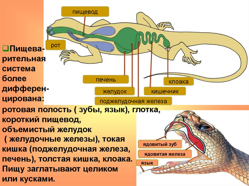 У пресмыкающихся хорошо развит киль. Пищеварительная система рептилий. Отделы пищеварительной системы ящерицы. Строение рептилий. Внутреннее строение пресмыкающихся.