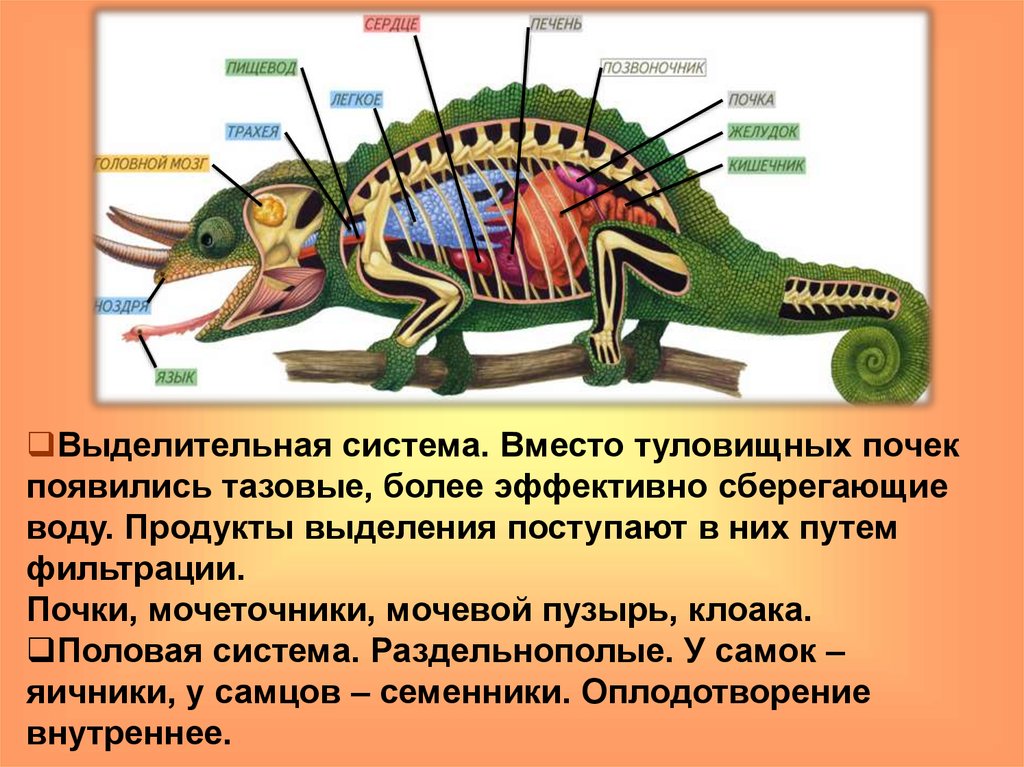 У рептилий есть клоака