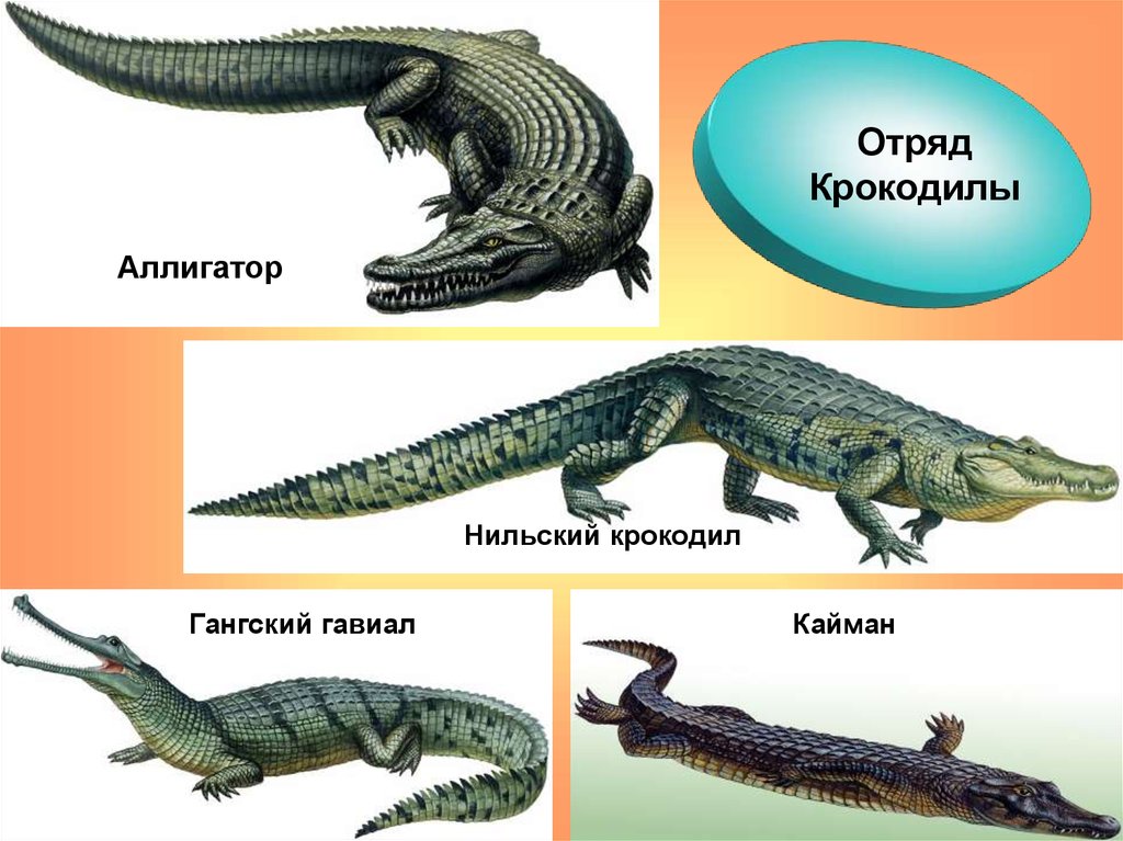 Размеры рептилий. Крокодил Аллигатор Кайман гавиал. Пресмыкающиеся отряд крокодилы. Признаки отряда крокодилы. Крокодилы Аллигаторы кайманы и гавиалы.