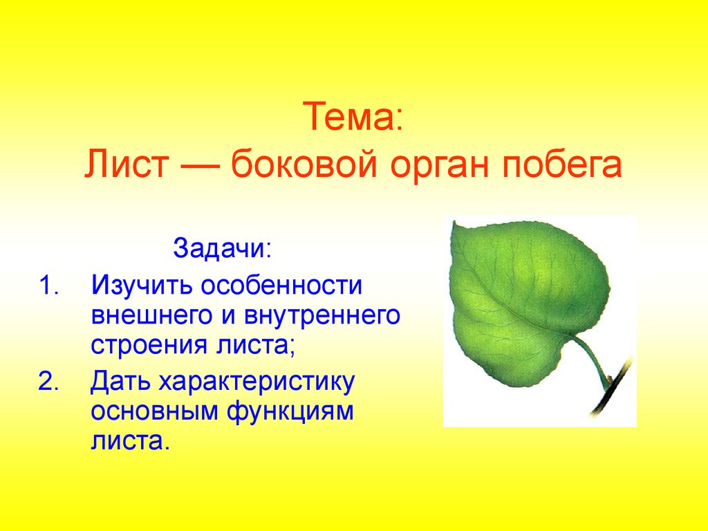 Боковой орган растений. Тема листья. Лист боковой орган побега. Лист орган растения. Лист для презентации.