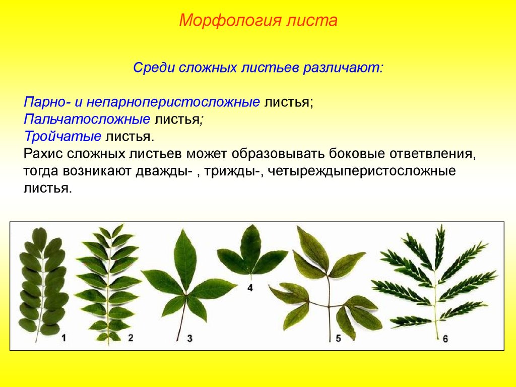 Виды изменения листьев презентация