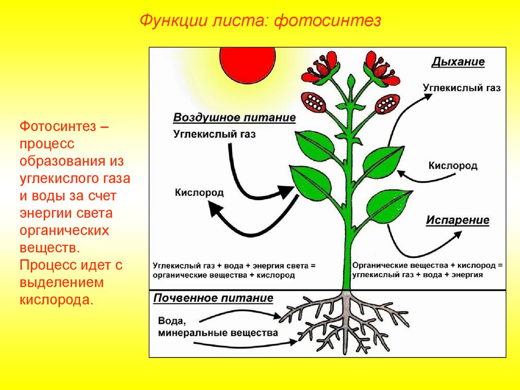 Функции листа 5. Функции листа фотосинтез. Процессы происходящие в растениях. Функции частей растений. Питание растений.