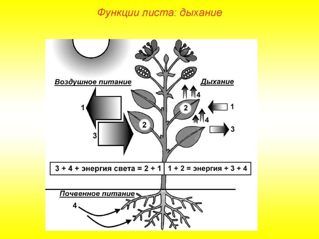 Обмен веществ растений урок. Схема процесса дыхания растения. Процессы происходящие в растениях. Обмен веществ у растений. Схема обмена веществ у растений.