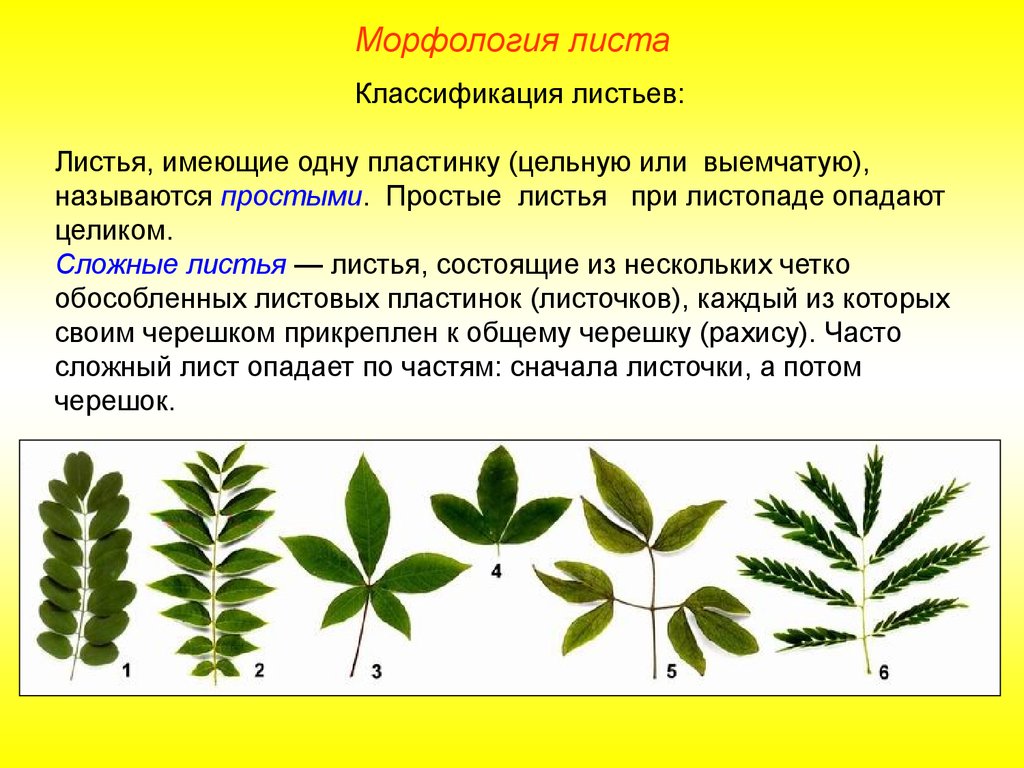 Часто имеют сильно рассеченные и линейные листья. Морфологическая классификация листьев. Классификация простых листьев с выемчатой пластинкой. Характеристика листа. Классификация простых и сложных листьев.