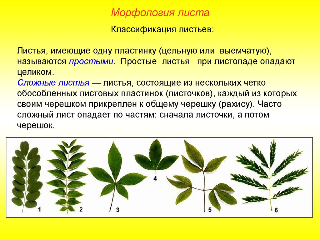 Листок положенный. Лист морфология листа классификация листьев. Классификация листьев простые и сложные черешковые и сидячие. Морфология листа простые листья. Морфологическая классификация листьев.