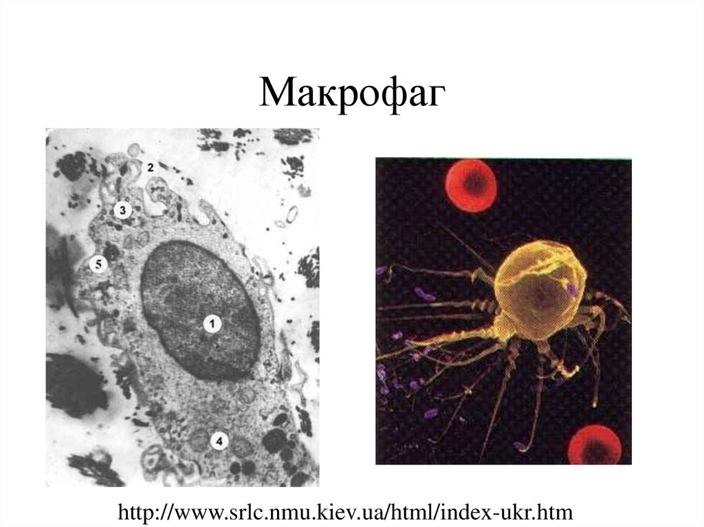 Клетками макрофагами являются. Клетка Макрофаг строение. Макрофаг рисунок. Свободные и фиксированные макрофаги. Макрофаг строение схема.