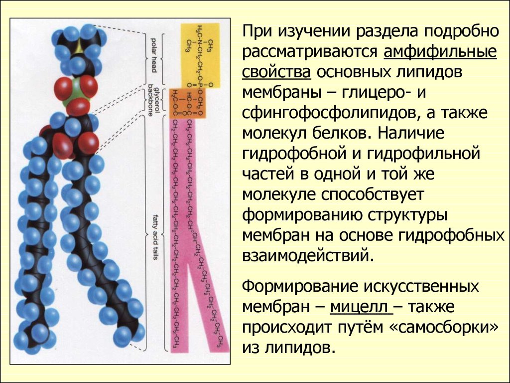 Презентация по биофизике