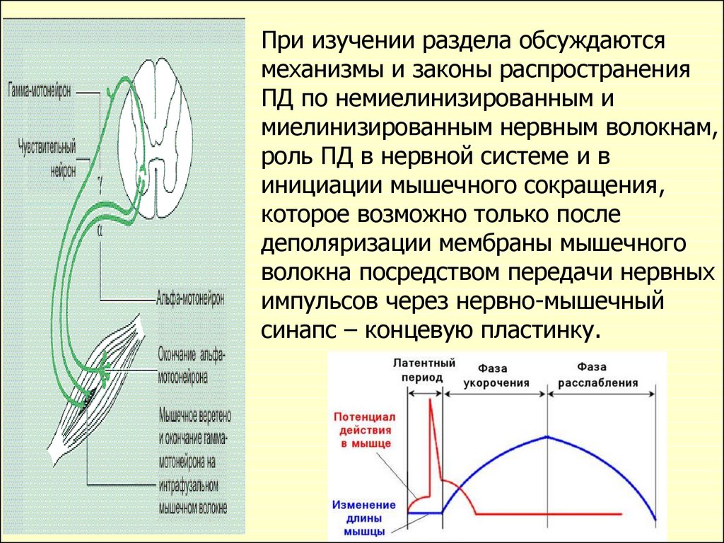 Потенциал концевой пластинки