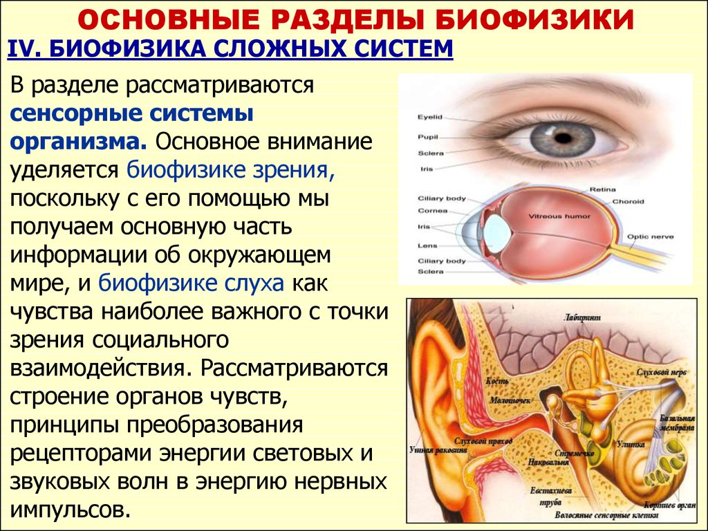 Биофизика человека проект