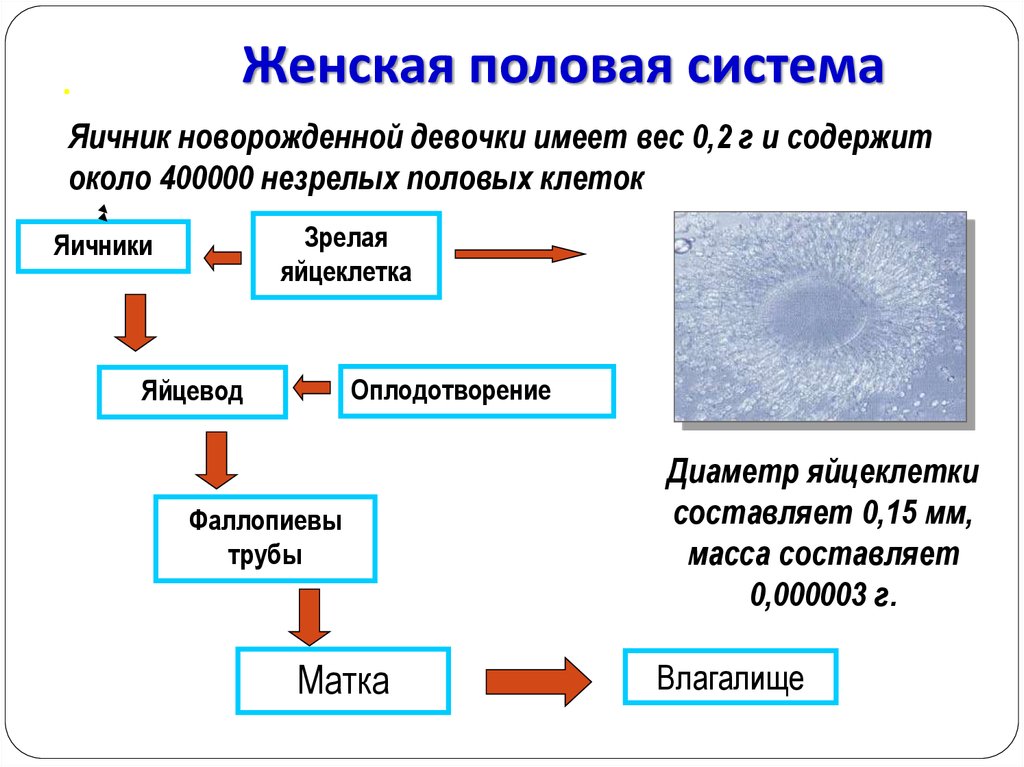 Физиология полового акта