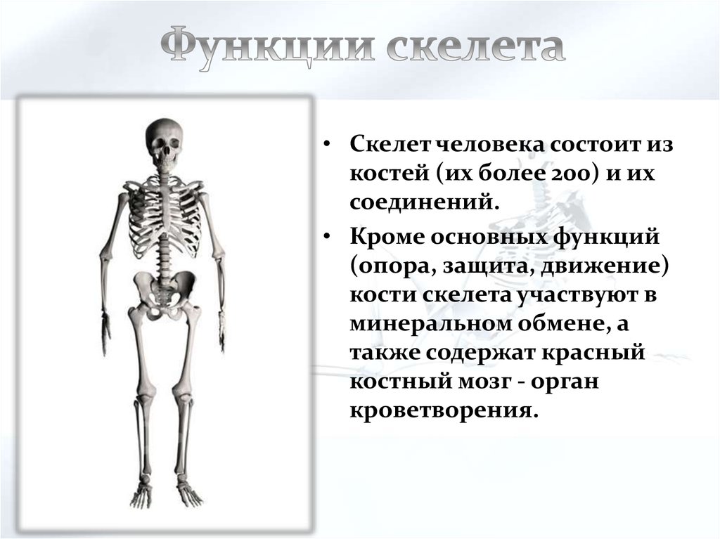 Какой скелет у костных. Функции скелета человека анатомия. Функции внешнего скелета. Функции скелета схема. Основные части скелета человека.