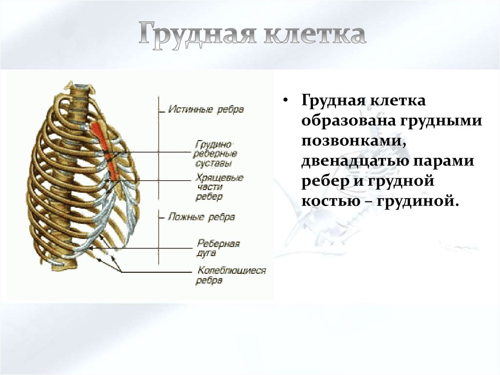 Сколько ребер на 1 стороне. Грудная клетка спереди составляет. Строение грудной клетки и её функции. Строение функции и соединения костей грудной клетки. Грудная клетка строение анатомия кости.