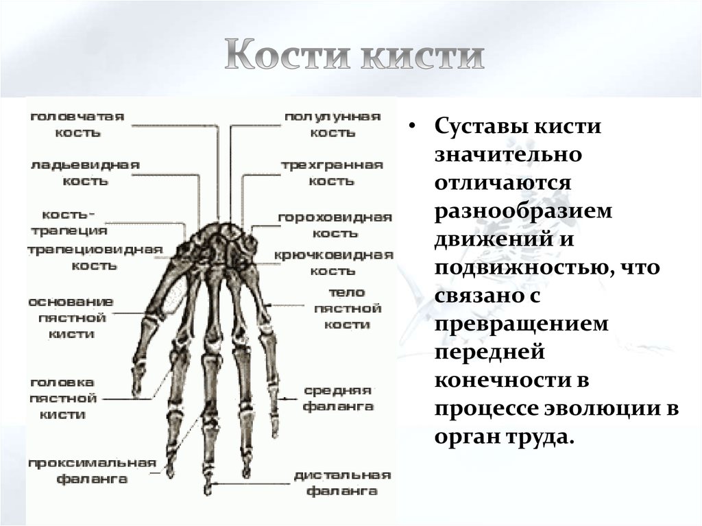Кость запястья тип кости. Кисть анатомия кости суставы. Анатомия руки человека кости и суставы. Запястье сустав скелет. Кисть кости запястья.