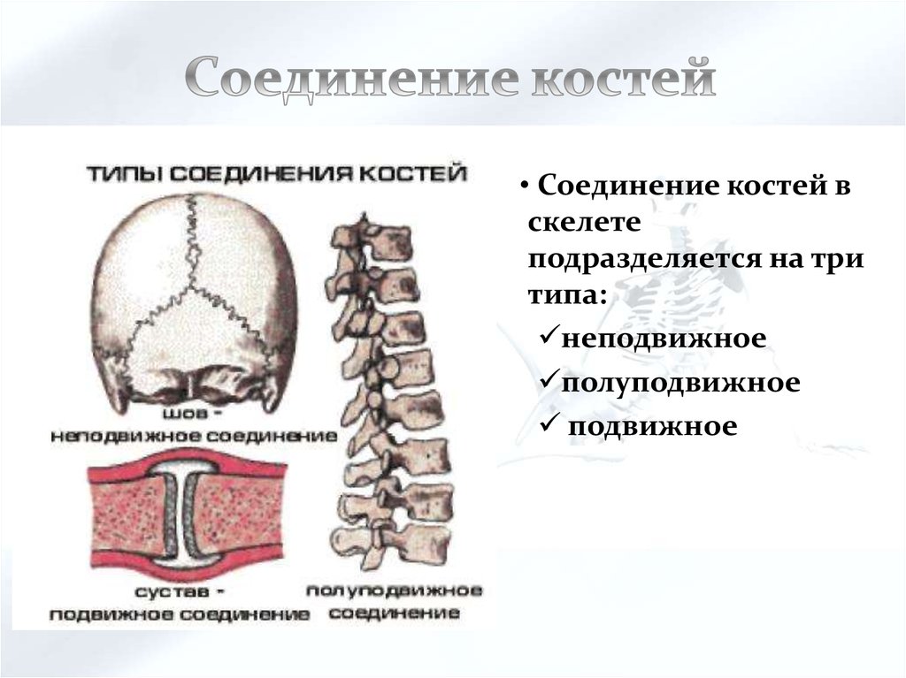 Особенности соединений скелета. Полуподвижное соединение костей. Типы соединений костей неподвижное полуподвижное подвижное. Полуподвижное соединение подвижные и неподвижные. Соединения костей подвижные и неподвижные полуподвижные таблица.