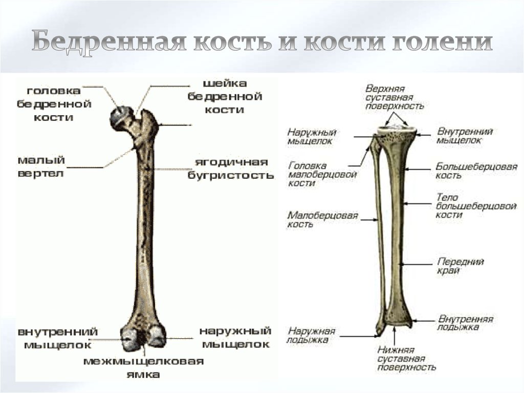 Голень кости. Строение бедренной кости медунивер. Бедренная кость анатомия описание. Строение костей бедра и голени. Берцовая кость на ноге строение.