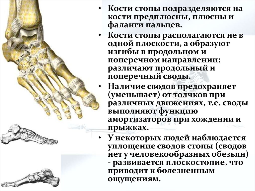 Плюсна. Кости плюсны и предплюсны стопы. Плюсна предплюсна фаланги пальцев. Кости стопы предплюсна плюсна фаланги пальцев. Плюсна на скелете.