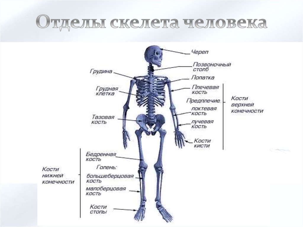 Из чего состоит рисунок