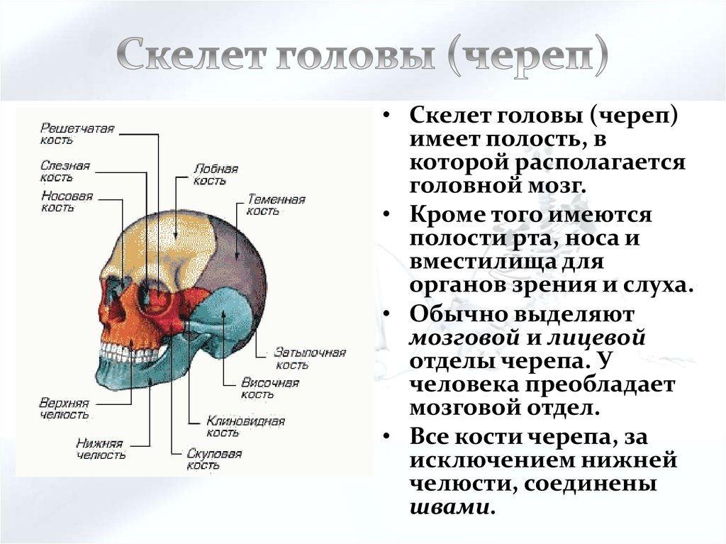 Скелет головы особенности строения. Скелет головы череп состоит. Строение скелета головы биология 8 класс. Скелет головы череп строение. Скелет головы человека и мозговой отделы строение.