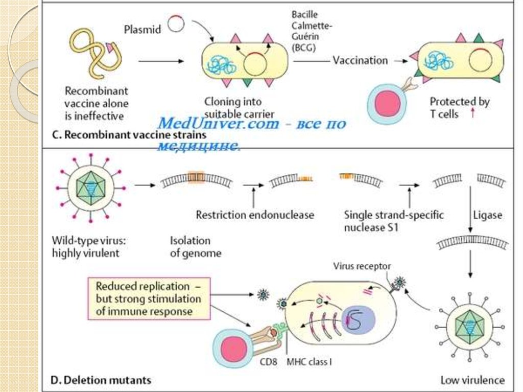 Рекомбинантные вакцины. Схема получения рекомбинантных вакцин. Схема получения ДНК вакцины. Рекомбинантные векторные вакцины. Синтетические вакцины схема получения.