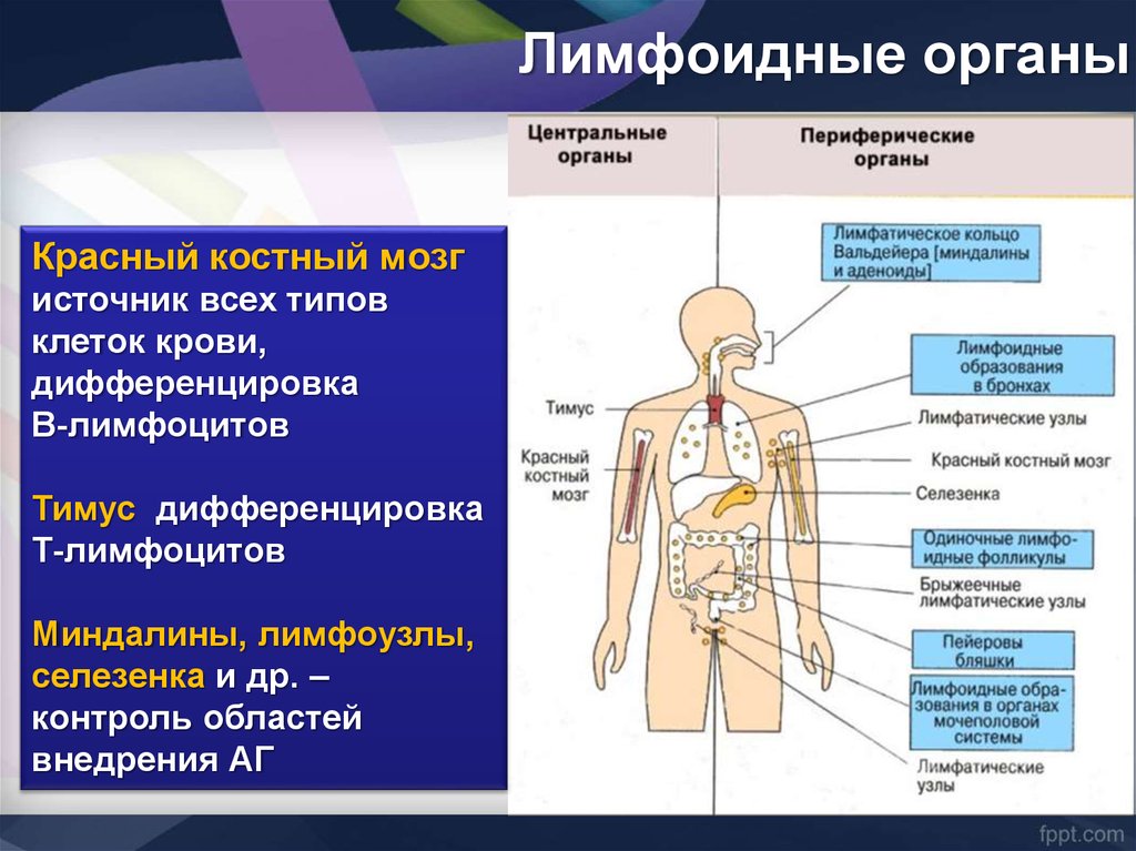 Схема демонстрирующая расположение центральных и периферических органов иммунитета