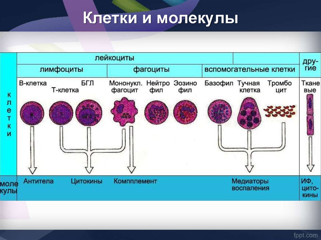 Генетика иммунитета презентация