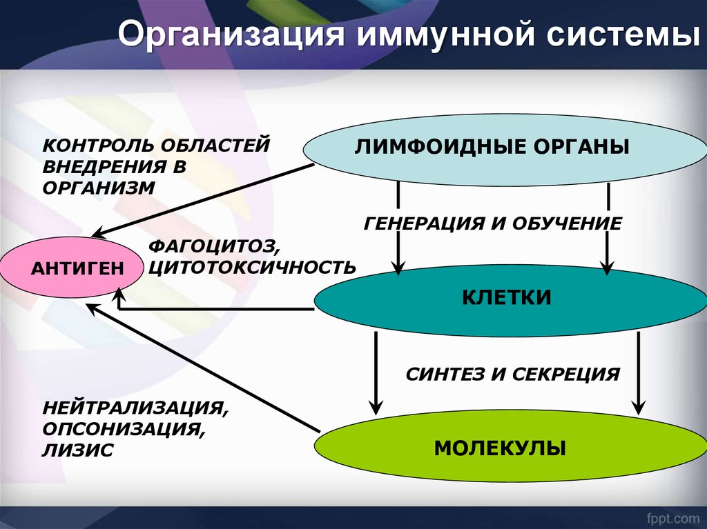 Генетика иммунитета презентация