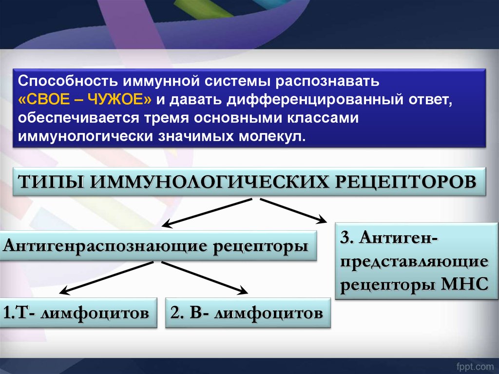 Генетика иммунитета презентация