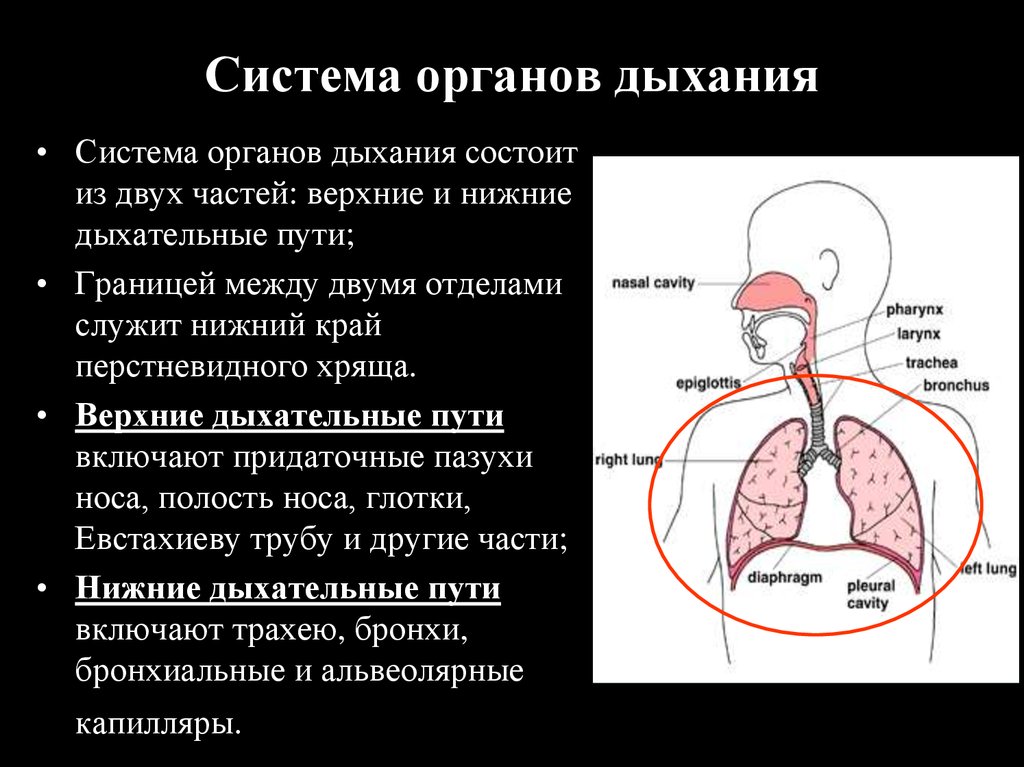 Легкие значение кратко. Органы дыхания. Верхние и нижние дыхательные пути. Система органов дыхания. Строение и функции верхних и нижних дыхательных путей.