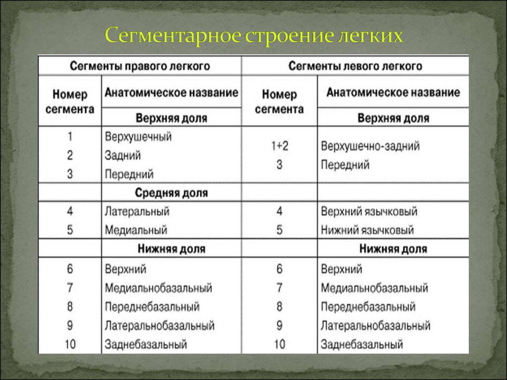 Сегменты легкого схема