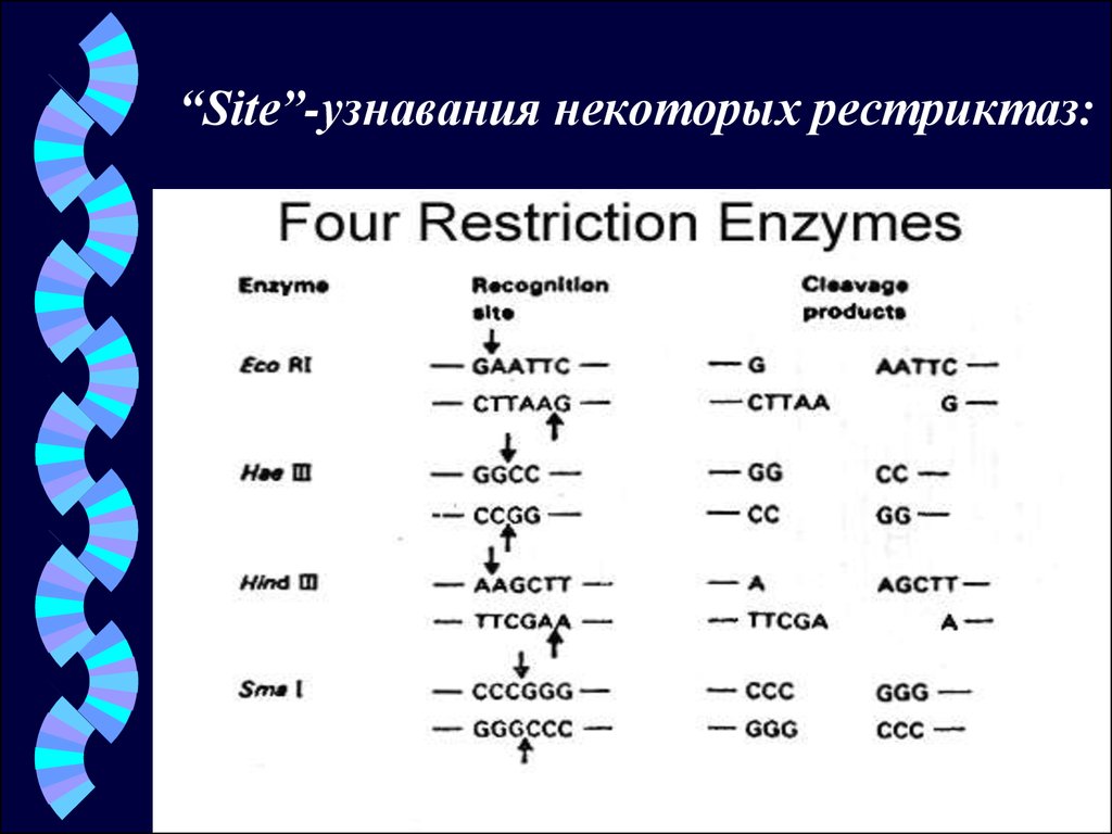 Направлении от 5 к 3 концу. Сайт узнавания рестриктазы. Классификация рестриктаз. Рестриктазы и расщепляемые ими последовательности. Рестриктазы и их сайты.