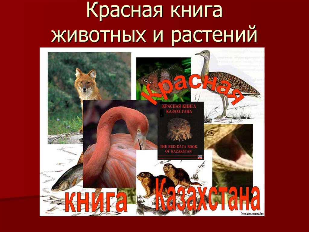 Красная книга казахстана животные