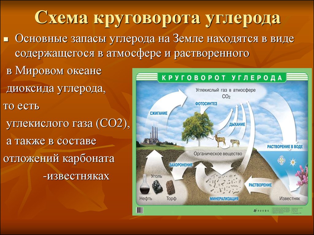 Схема круговорота углерода в природе. Круговорот углерода (по ф. Рамад, 1981). Круговорот углерода в природе схема. Схема круговорота углерода в природе схема. Круговорот углерода (по и. п. Герасимову, 1980).