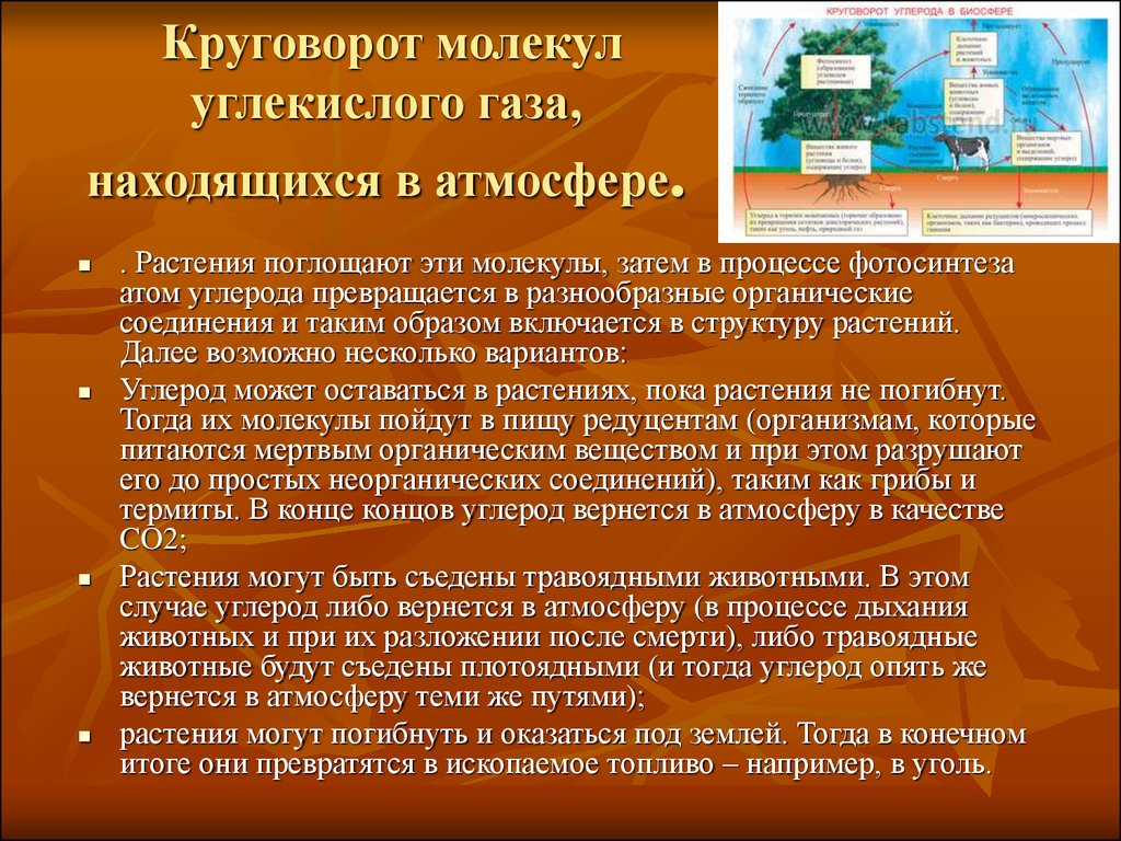 Круговорот углерода в природе презентация по биологии